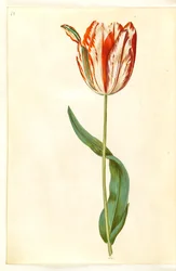 Tulipa gesneriana (tulipan)