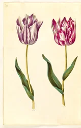 Tulipa gesneriana (tulipan)