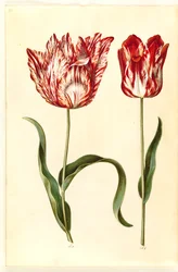 Tulipa gesneriana (tulipan)