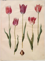 Tulipa gesneriana (tulipan)