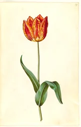 Tulipa gesneriana (tulipan)