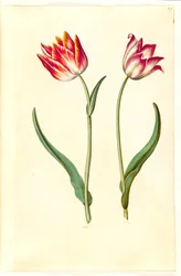 Tulipa gesneriana (tulipan)