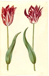 Tulipa gesneriana (tulipan)