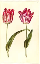 Tulipa gesneriana (tulipan)