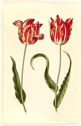 Tulipa gesneriana (tulipan)