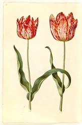 Tulipa gesneriana (tulipan)
