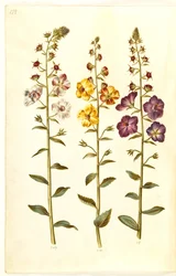 Verbascum blattaria (klase-kongelys); Fenicki verbascum (fioletowy-congelys)