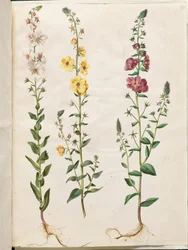 Verbascum blattaria (klase-kongelys); Fenicki verbascum (fioletowy-congelys)