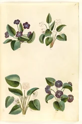 Altówka zapachowa (marts-viola)