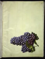 Vitis vinifera (wino zwyczajne)