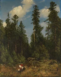 Jodły szwarcwaldzkie (zbieracze jagód)