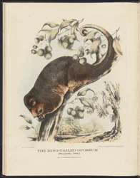 Mammals of Australia (Krefft) Nla.obj-33627803-8 Opos z pierścieniowanym ogonem