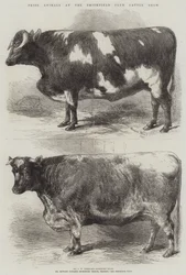 Nagroda dla zwierząt na wystawie bydła w Smithfield Club