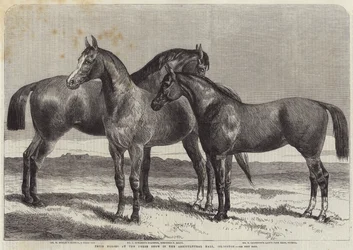 Nagrodzone konie na wystawie koni w Agricultural Hall, Islington