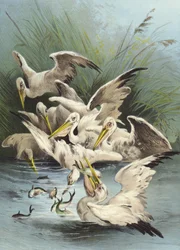 Karmienie pelikanów (chromolitho)