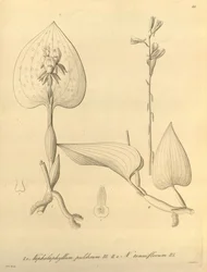 Ten plik pochodzi z Biblioteki Dziedzictwa Bioróżnorodności i jest dostępny online pod adresem: biodiversitylibrary.org/page/696488