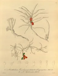 Ten plik pochodzi z Biblioteki Dziedzictwa Bioróżnorodności i jest dostępny online pod adresem: biodiversitylibrary.org/page/696484