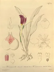Ten plik pochodzi z Biblioteki Dziedzictwa Bioróżnorodności i jest dostępny online pod adresem: biodiversitylibrary.org/page/696493