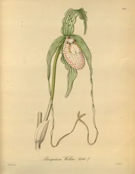 Ten plik pochodzi z Biblioteki Dziedzictwa Bioróżnorodności i jest dostępny online pod adresem: biodiversitylibrary.org/page/698377