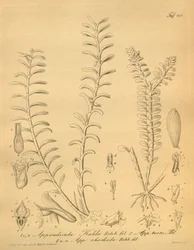 lustracje Appendicula kuhlii