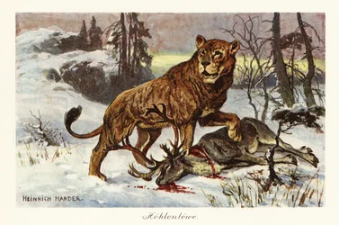 Eurazjatycki lew jaskiniowy, Panthera spelaea., 1908 (druk)