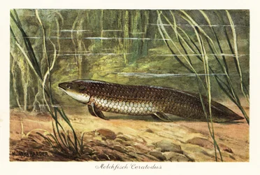 Wymarły Ceratodus latissimus wśród trzcin na dnie oceanu.