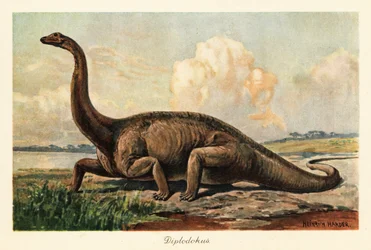 Wymarły Diplodocus longus na równinach.