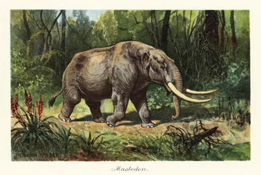 Mastodon wymarłego rodzaju Mammuthus., 1908 (druk)