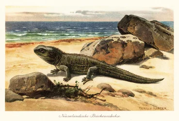 Wrażliwy hatterka, Sphenodon punctatus, na brzegu.