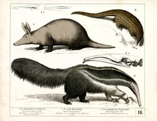 Aardvark, Anteater i Pangolin