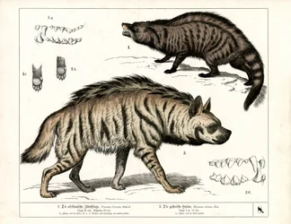 Cyweta afrykańska i hiena pręgowana ze szczegółami anatomicznymi