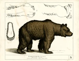 Niedźwiedź brunatny ze szczegółami anatomicznymi