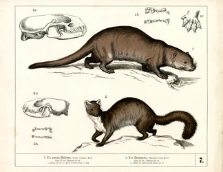Wydra europejska i kuna kamienna z ilustracjami anatomicznymi