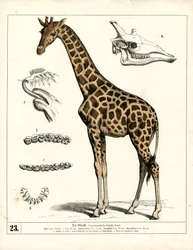 Żyrafa ze szczegółami anatomicznymi