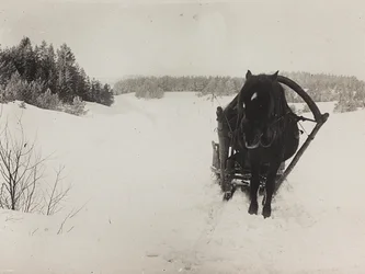 I wojna światowa: Ukraina w latach 1914-1916 podczas najazdu wojsk niemieckich. Sanie konne na śniegu (zdjęcie czarno-białe)