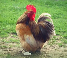 Dumny kogut, 2018