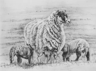 Dumna ewe, 2012, (rysunek ołówkiem)