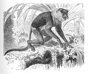 Małpa trąba, ok. 1900