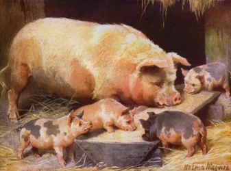 Lochy i prosięta (kolor lito)