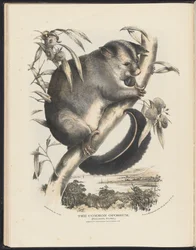 Ssaki Australii (Krefft) Nla.obj-33627803-9 Opos pospolity.