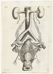 Anatomiczny obraz żeńskich narządów płciowych i nerek Ilustracja książkowa dla: Reinier de Graaf, Wszystkie dzieła, Amsterdam, 1686