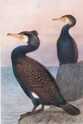 Kormoran, Pocztówki, lata 30. XX w.