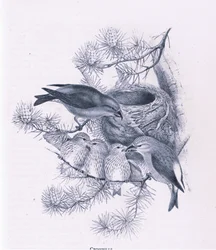 Crossbills, Nature in Britain wydane przez Collins, 1946