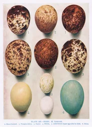 Jaja: krogulec: pustułka: itd., ilustracja z British Birds autorstwa Kirkmana i Jourdaina, 1966