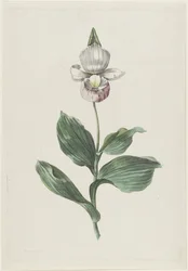 Pantofelek Orchidei (Cypripedium reginae Walter)