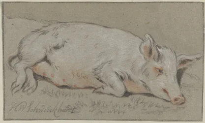 leżąca świnia