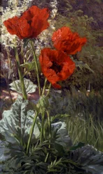 Maki. Malarstwo Henri Biva (1848-1928) Kolekcja prywatna.