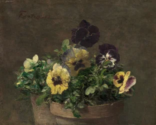 Bratki doniczkowe, 1883.