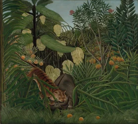Walka między tygrysem a bawołem, 1908