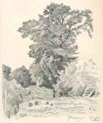 Studium Drzew, c1839-1898, 1898